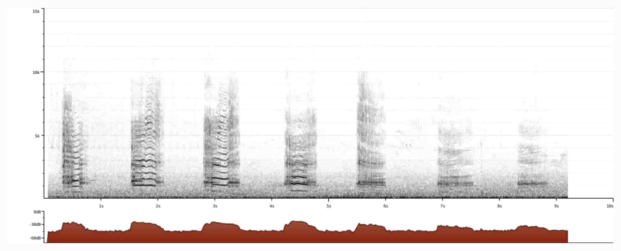 song sparrow spectogram