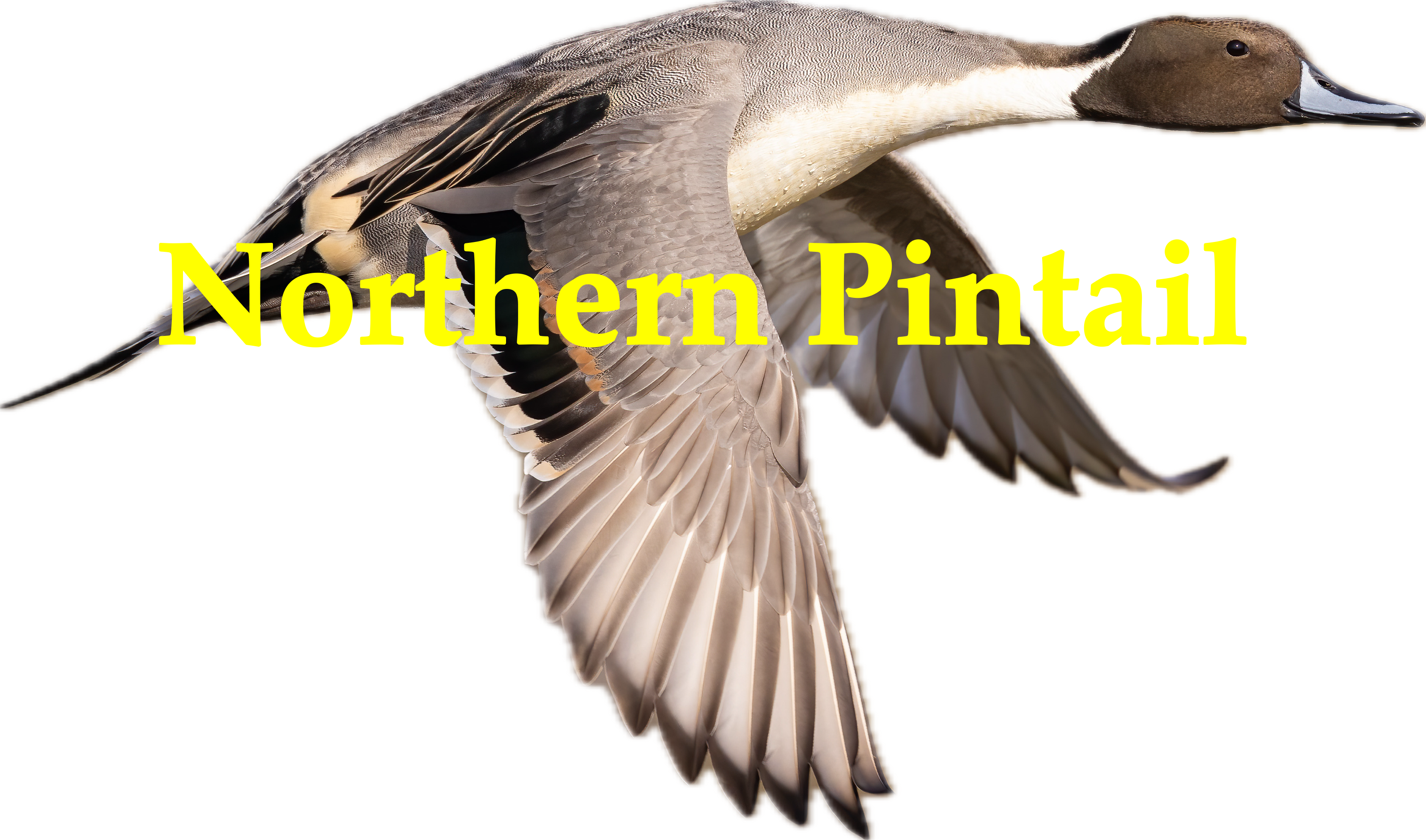 pintail