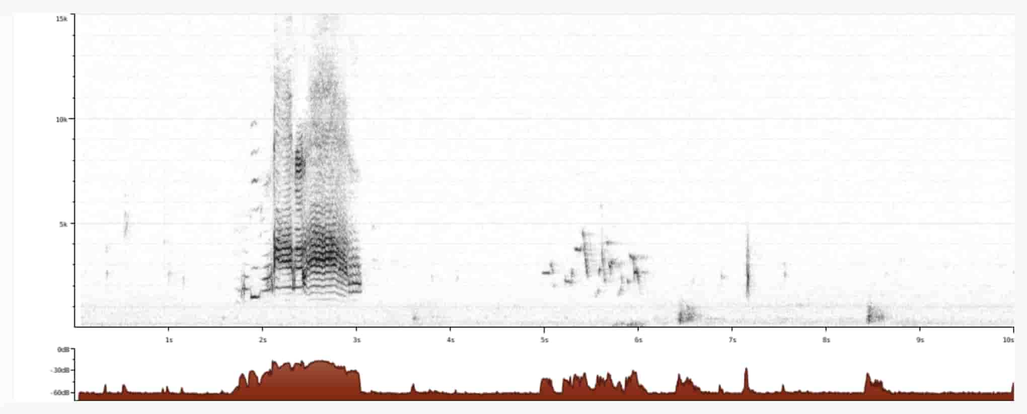 song sparrow spectogram