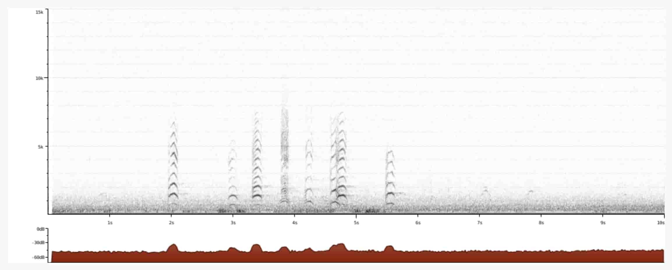 song sparrow spectogram